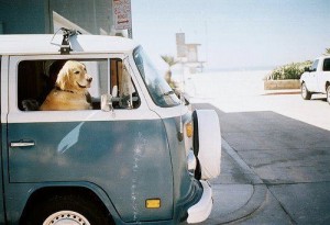 Viajar en tu furgo camper con tu mascota