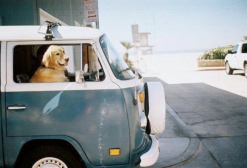 Viajar en tu furgo camper con tu mascota
