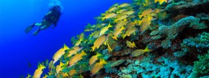 buceo en la manga del mar menor soul camper