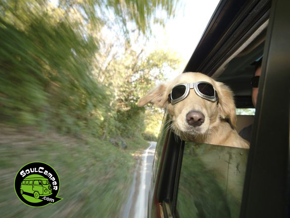 Conoce las playa en España para ir con tu fiel campañero – ILoveMyDog