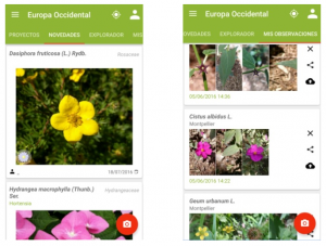 app para saber flores